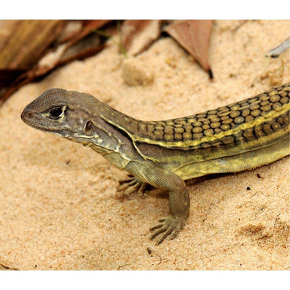 Leiolepis rubritaeniata (piros sávos pillangógyík)