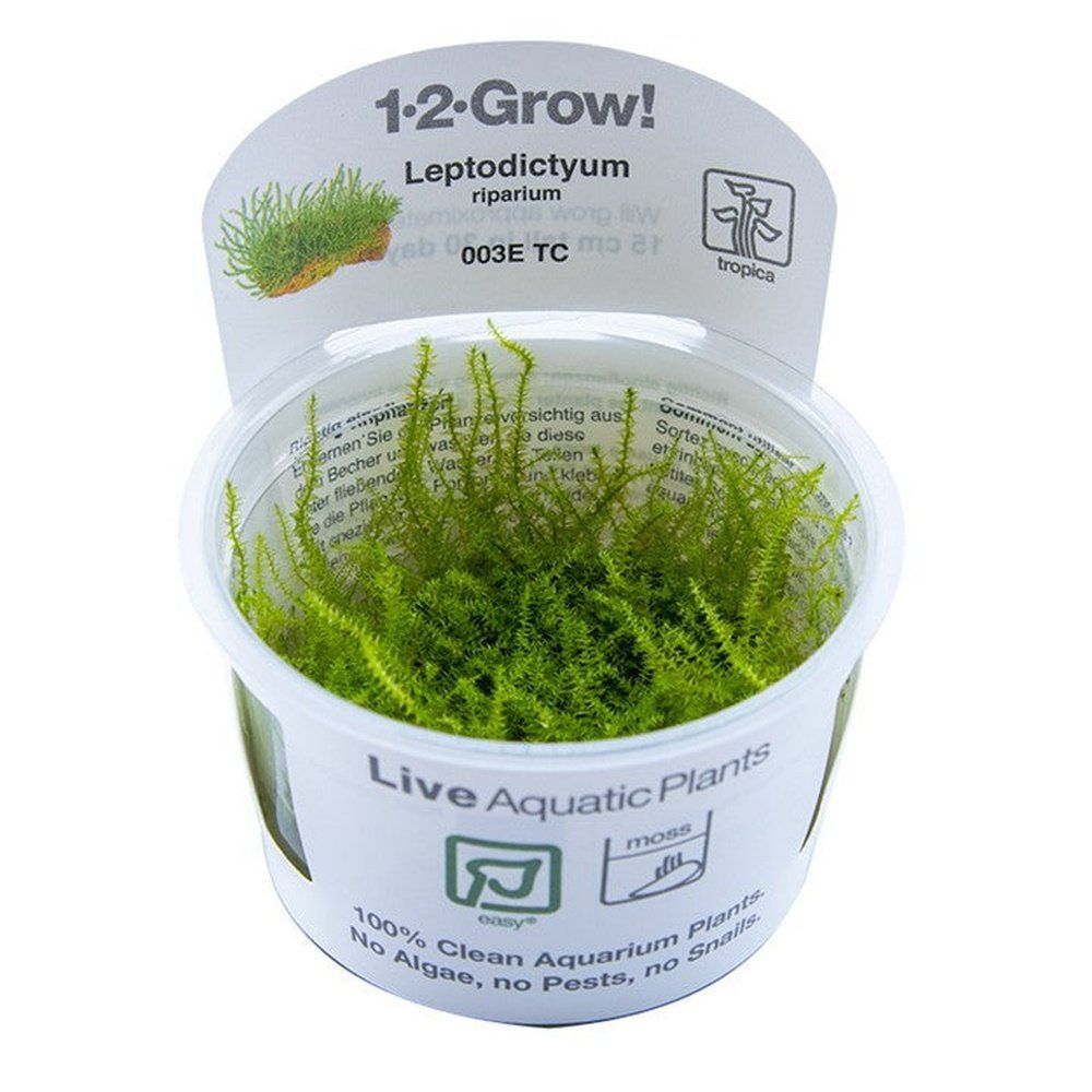 Muschi natural pentru acvariu, Tropica, Leptodictyum riparium 1-2-Grow!, 5 cm