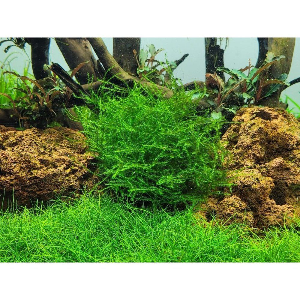 Természetes akváriumi moha, Tropica, Leptodictyum riparium 1-2-Grow!, 5 cm