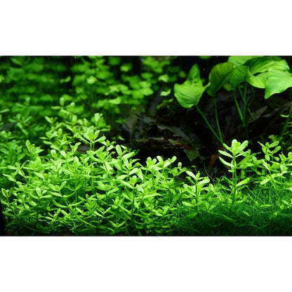 Planta naturala de acvariu, Tropica, Bacopa monnieri Compact, blister, 20 cm