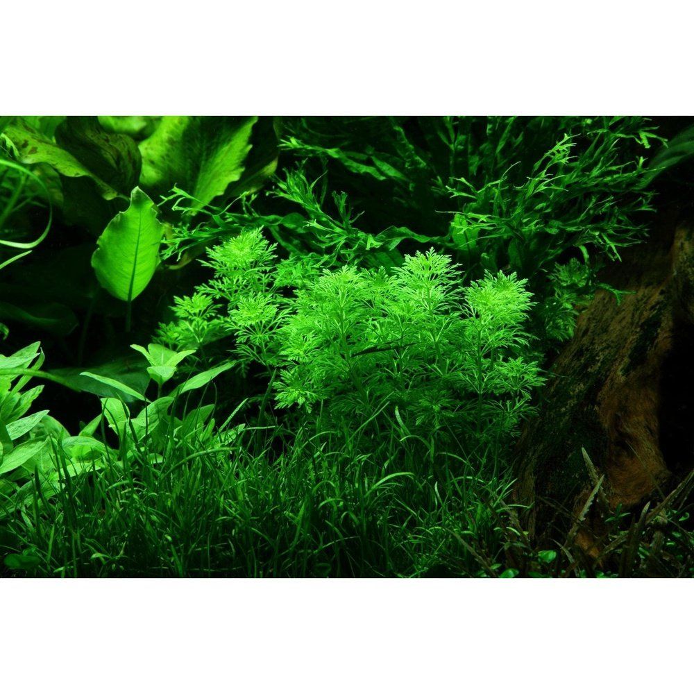 Plantă naturală de acvariu, Tropica, Limnophila sessiliflora mini, blister, 20 cm