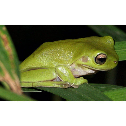 Litoria caerulea: Zöld fávalkú béka