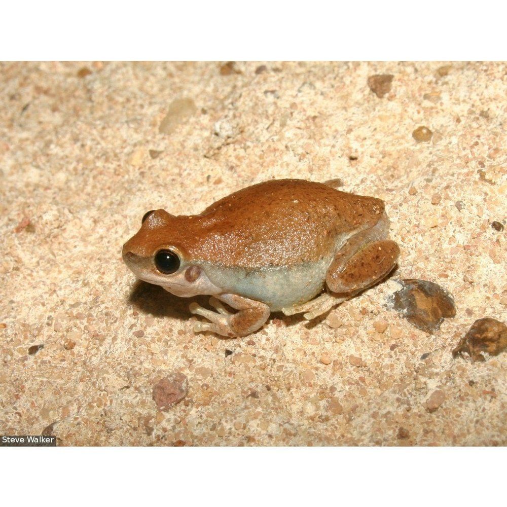 Litoria rubella