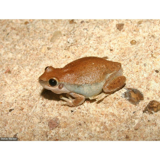 Litoria rubella