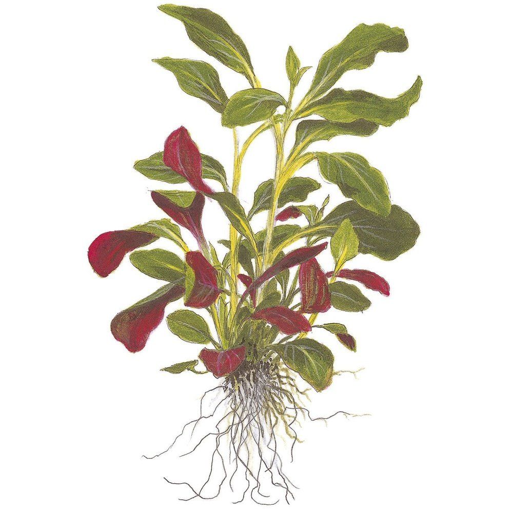 Plantă naturală de acvariu, Tropica, Lobelia cardinalis Mini, blister, 20 cm