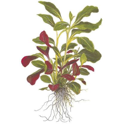 Természetes akváriumi növény, Tropica, Lobelia cardinalis mini, blister, 20 cm