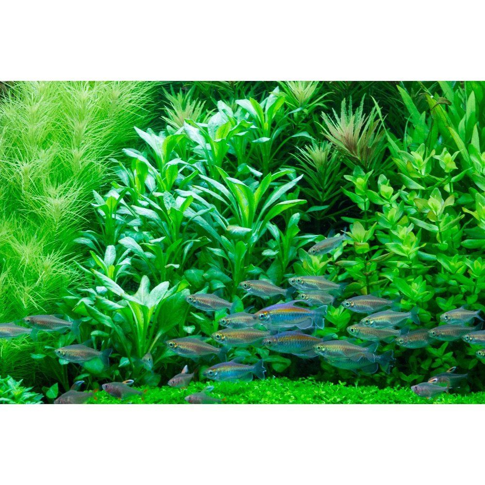 Természetes akváriumi növény, Tropica, Lobelia cardinalis mini, blister, 20 cm