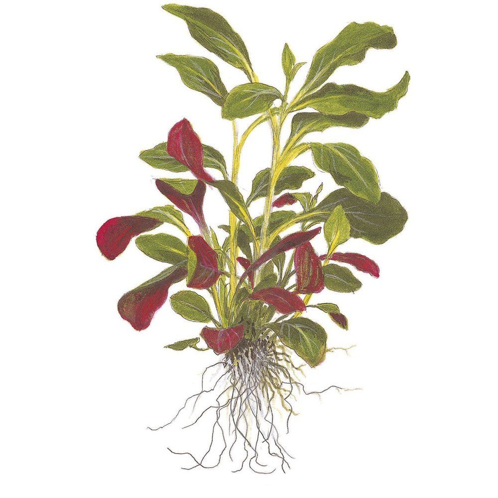 Planta naturala de acvariu, Tropica, Lobelia cardinalis, blister, 20 cm