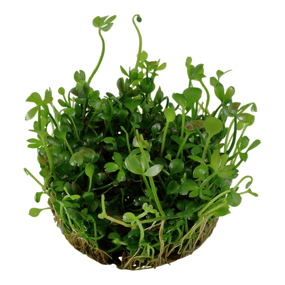 Természetes akváriumi növény, Tropica, Marsilea hirsuta 1-2-Grow!, 5 cm