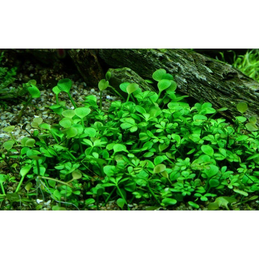 Természetes akváriumi növény, Tropica, Marsilea hirsuta 1-2-Grow!, 5 cm