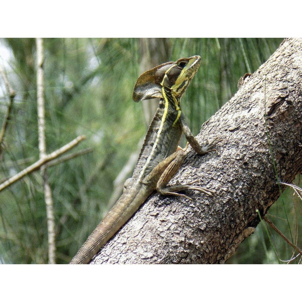 Basiliscus vittatus