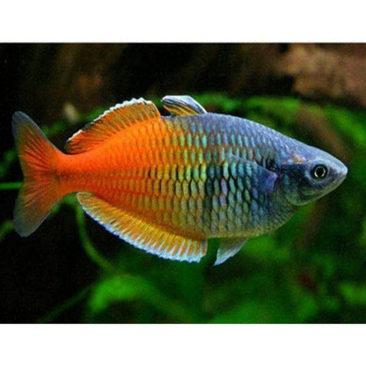 Melanotaenia boesemani (Boesemani Rainbow)