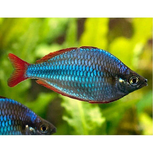 Melanotaenia Praecox (Neon Dwarf Rainbow)