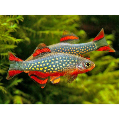 Galaxy microrasbora (Danio margaritatus)