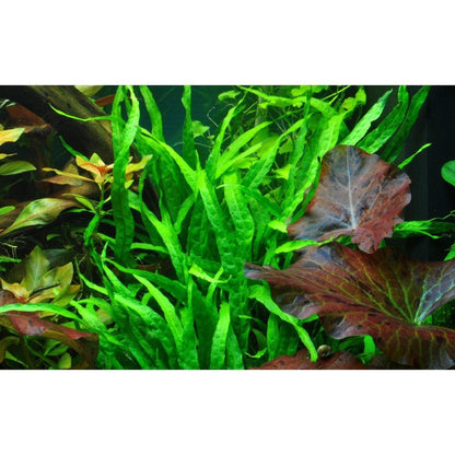 Természetes akváriumi növény, Tropica, Microsorum pteropus narrow, blister, 20 cm