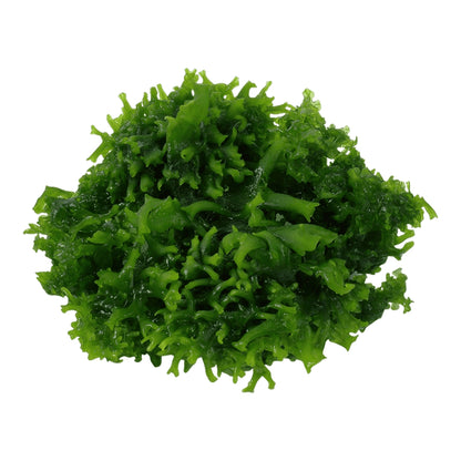 Muschi pentru acvariu, Tropica, Monosolenium tenerum 1-2-Grow!, 5 cm