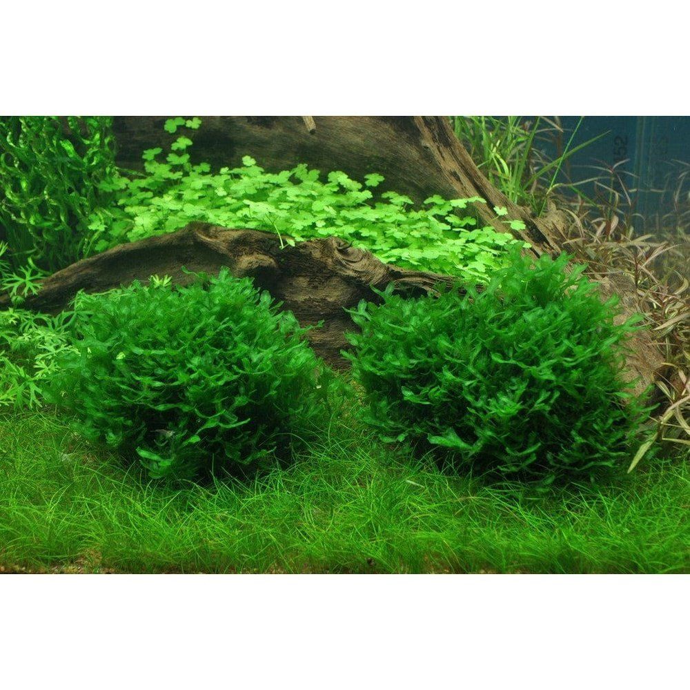 Akváriumi moha, Tropica, Monosolenium tenerum 1-2-Grow!, 5 cm