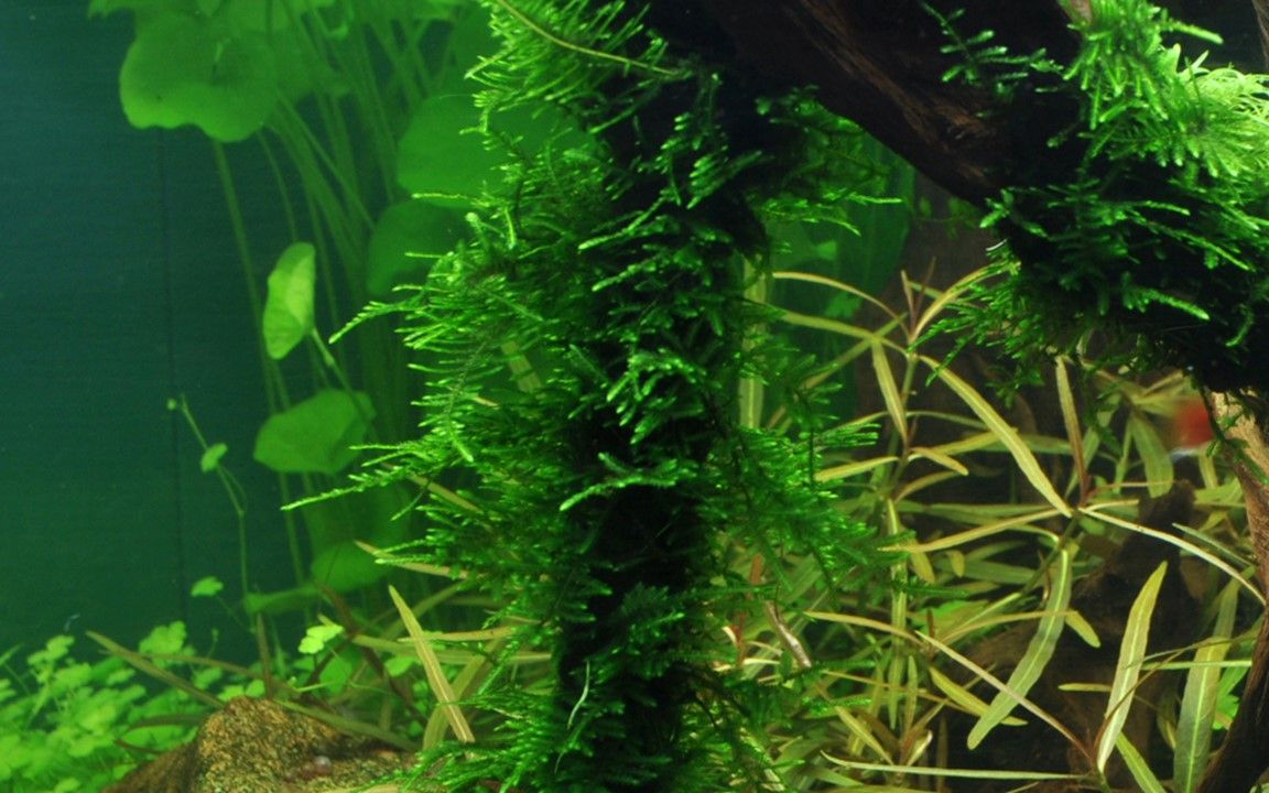 Természetes akváriumi moha, Tropica, Taxiphyllum 'Spiky', 7,5x10 cm