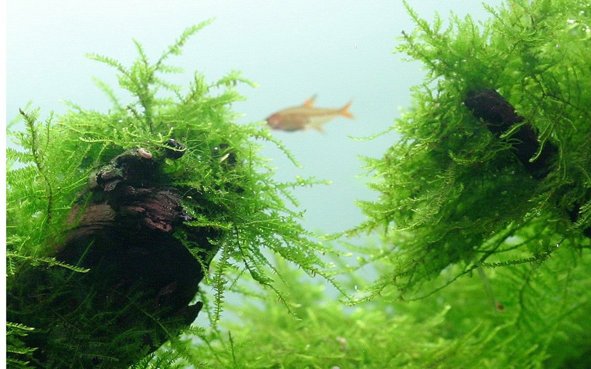 Természetes akváriumi moha, Tropica, Taxiphyllum barbieri, 7,5x10 cm