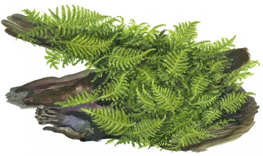 Természetes akváriumi moha, Tropica, Vesicularia montagnei 'Christmas', 7,5x10 cm
