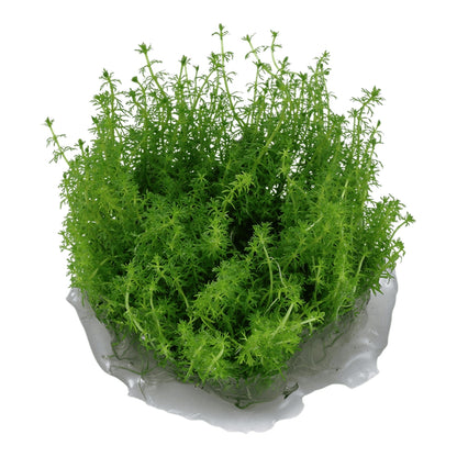 Természetes akváriumi növény, Tropica, Myriophyllum 'Guyana' 1-2-Grow!, 5 cm