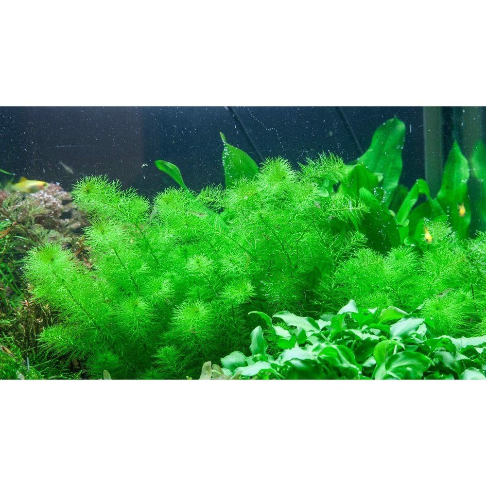 Természetes akváriumi növény, Tropica, Myriophyllum 'Guyana' 1-2-Grow!, 5 cm