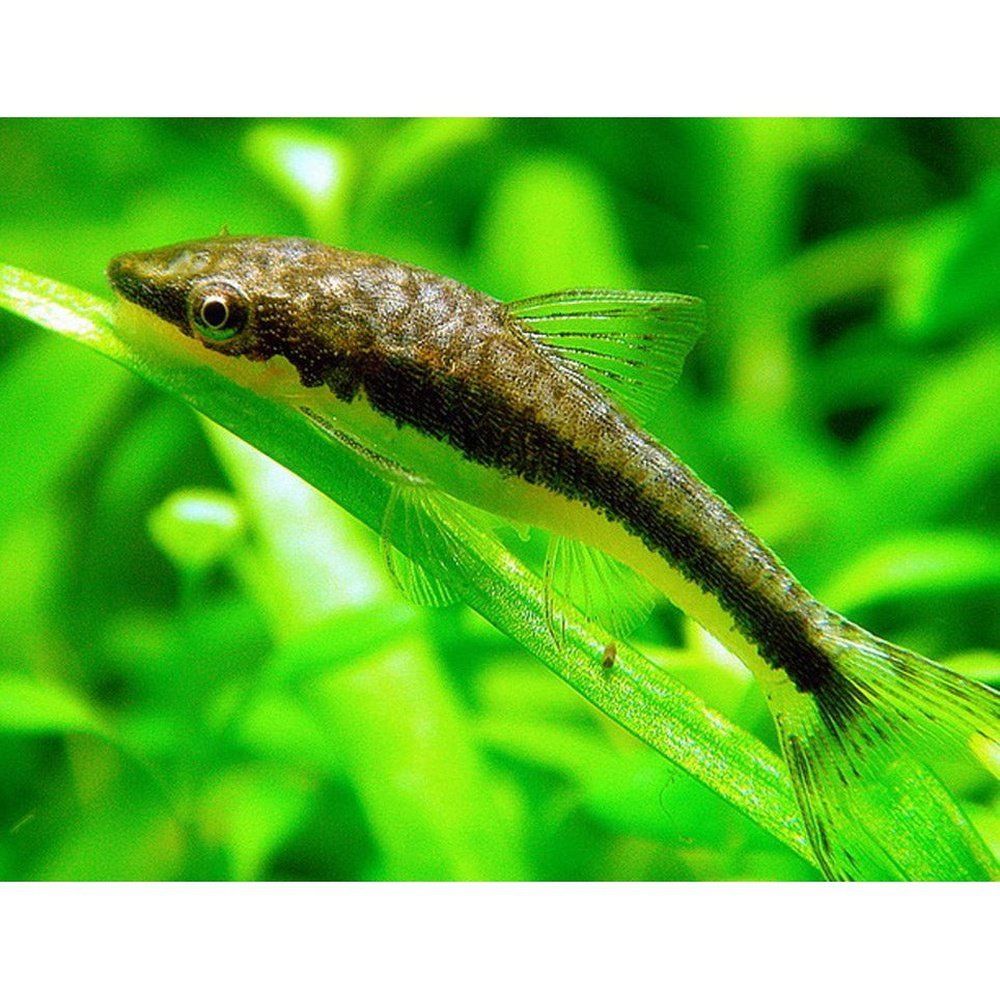 Egészségügyi hal, Otocinclus affinis, 3-4 cm