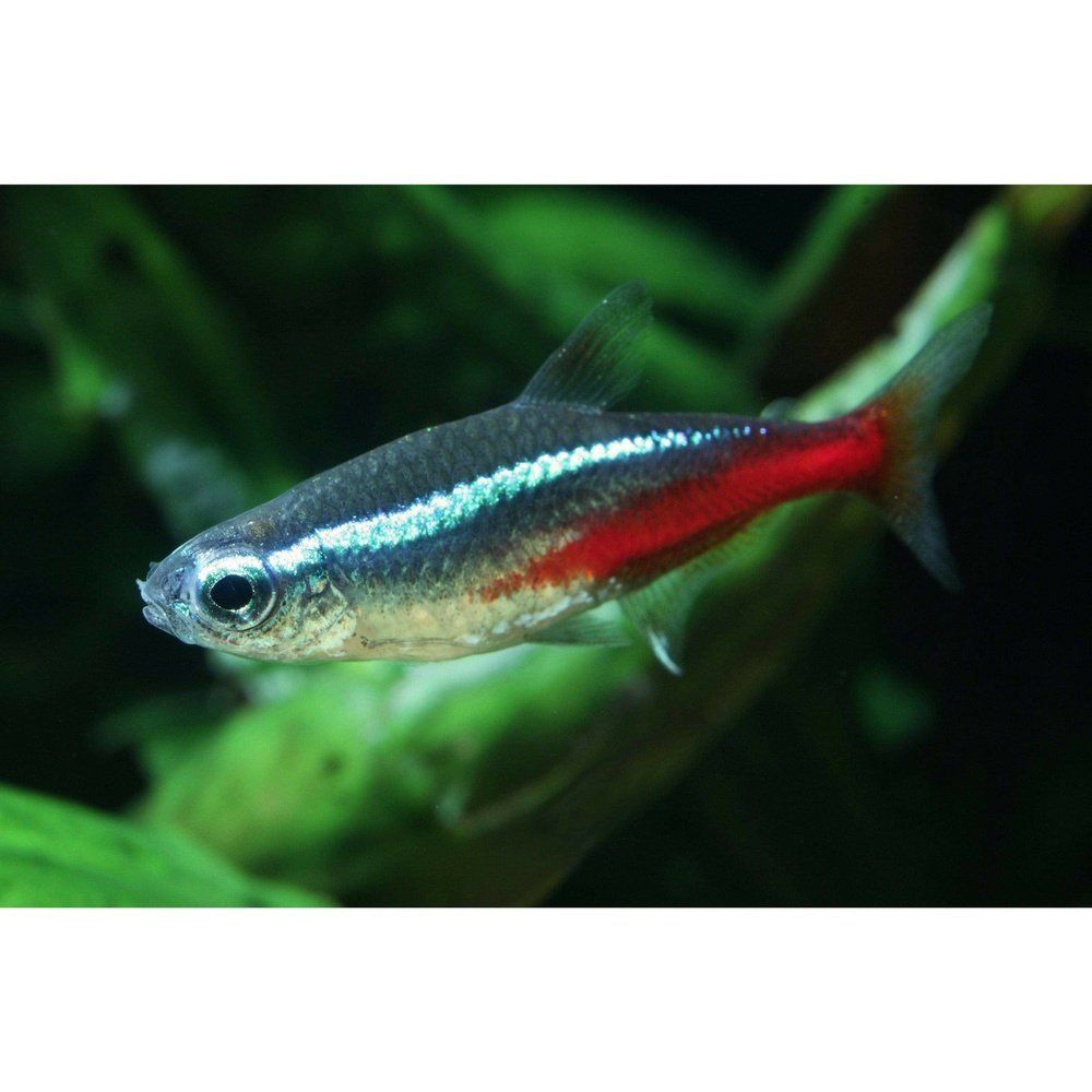 Paracheirodon innesi (Neon Tetra), 2,5 cm