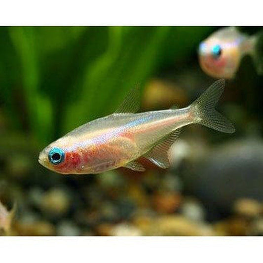 Paracheirodon innesi albínó: Alb Neon Tetra