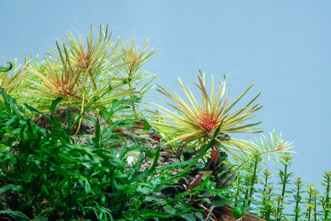 Plantă naturală  de acvariu, Tropica, Ludwigia inclinata Cuba