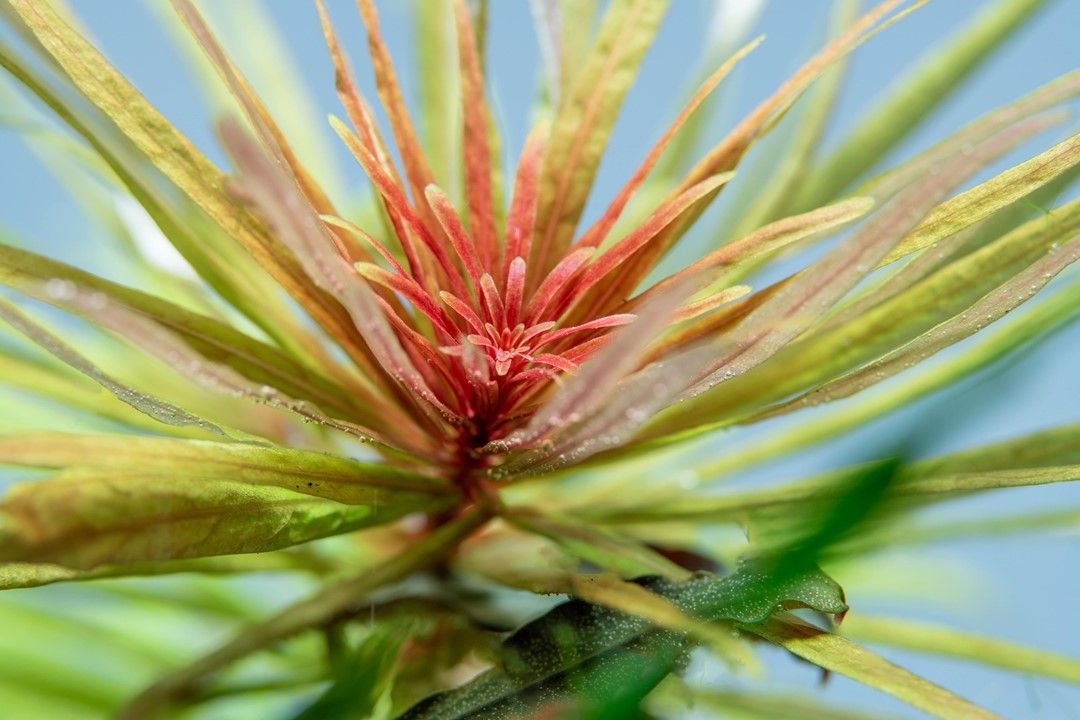 Plantă naturală  de acvariu, Tropica, Ludwigia inclinata Cuba