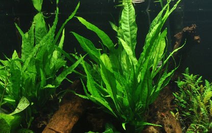 Planta naturala de acvariu, Tropica, Microsorum pteropus