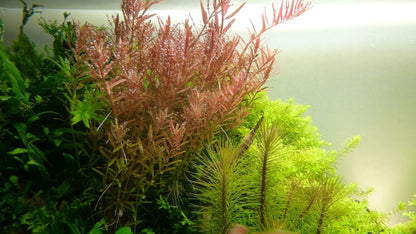 Természetes akváriumi növény, Tropica, Rotala rotundifolia