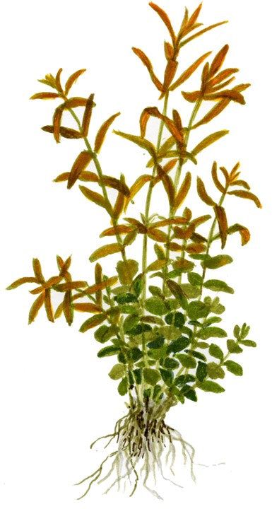 Természetes akváriumi növény, Tropica, Rotala rotundifolia