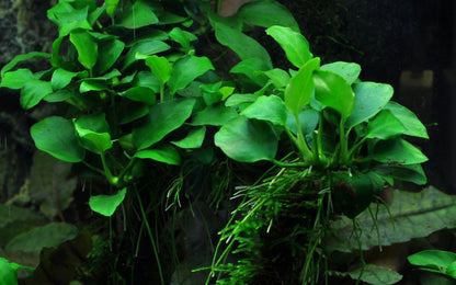 Természetes akváriumi növény, Tropica, Anubias barteri "Petite"