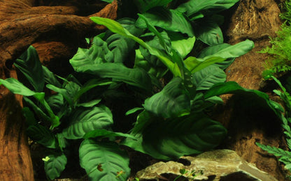 Planta naturala de acvariu, Tropica, Anubias barteri var. Coffeifolia