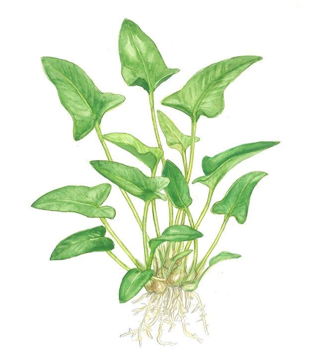 Természetes akváriumi növény, Tropica, Anubias gracilis