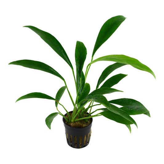 Plantă naturală de acvariu, Tropica, barteri var. glabra (angustifolia)