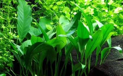 Természetes akváriumi növény, Tropica, barteri var. glabra (angustifolia)