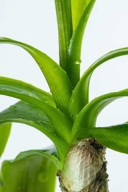 Természetes akváriumi növény, Tropica, Crinum thianum