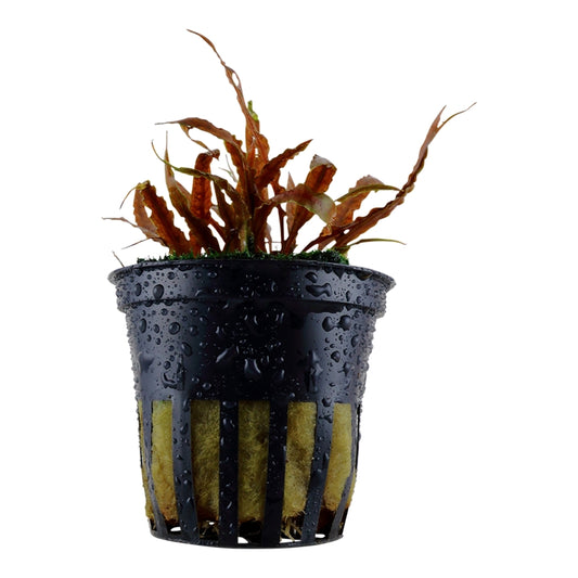 Természetes akváriumi növény, Tropica, Cryptocoryne albida 'Brown'