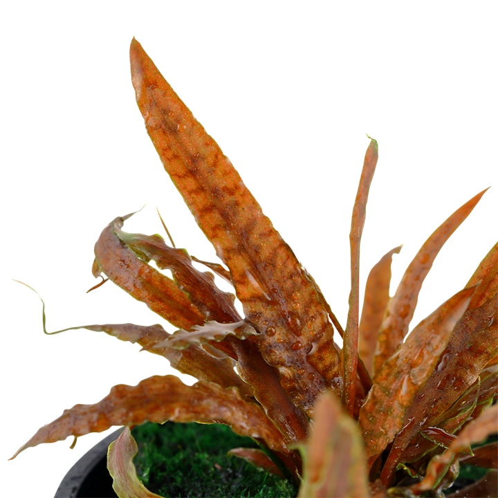 Természetes akváriumi növény, Tropica, Cryptocoryne albida 'Brown'