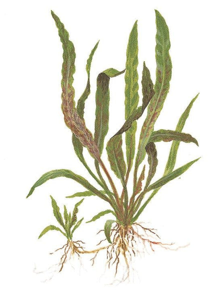 Planta naturala de acvariu, Tropica, Cryptocoryne albida Brown