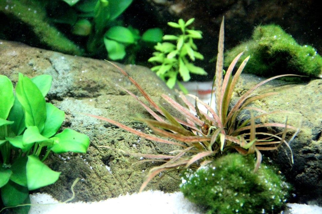 Természetes akváriumi növény, Tropica, Cryptocoryne albida 'Brown'