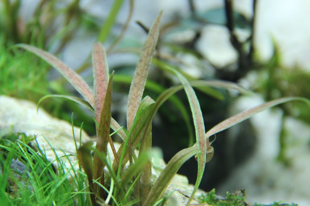 Természetes akváriumi növény, Tropica, Cryptocoryne albida 'Brown'