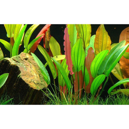 Természetes akváriumi növény, Tropica, Echinodorus 'Red Diamond'