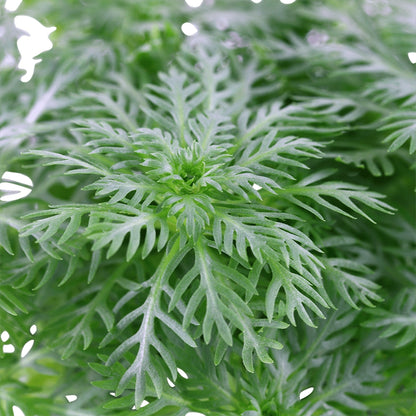 Természetes akváriumi növény, Tropica, Hottonia Palustris