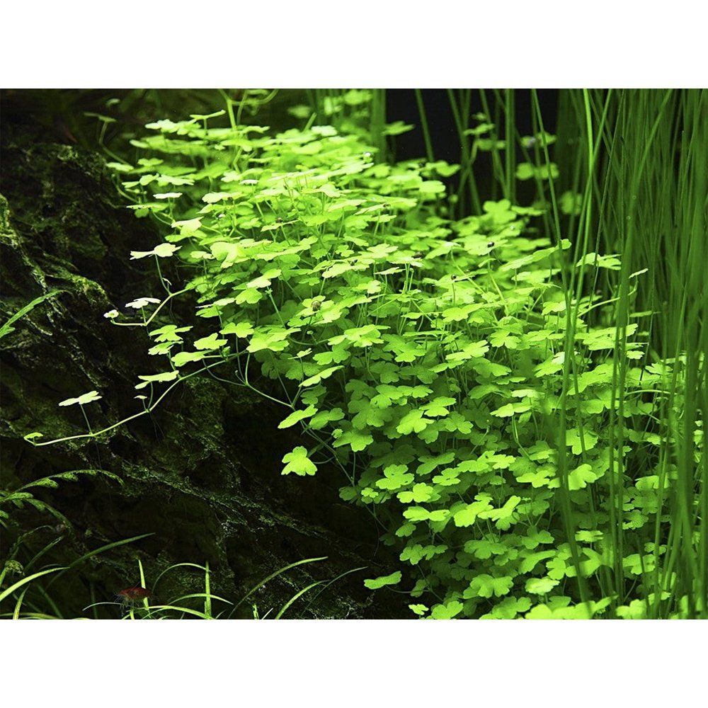 Természetes akváriumi növény, Tropica, Hydrocotyle tripartita