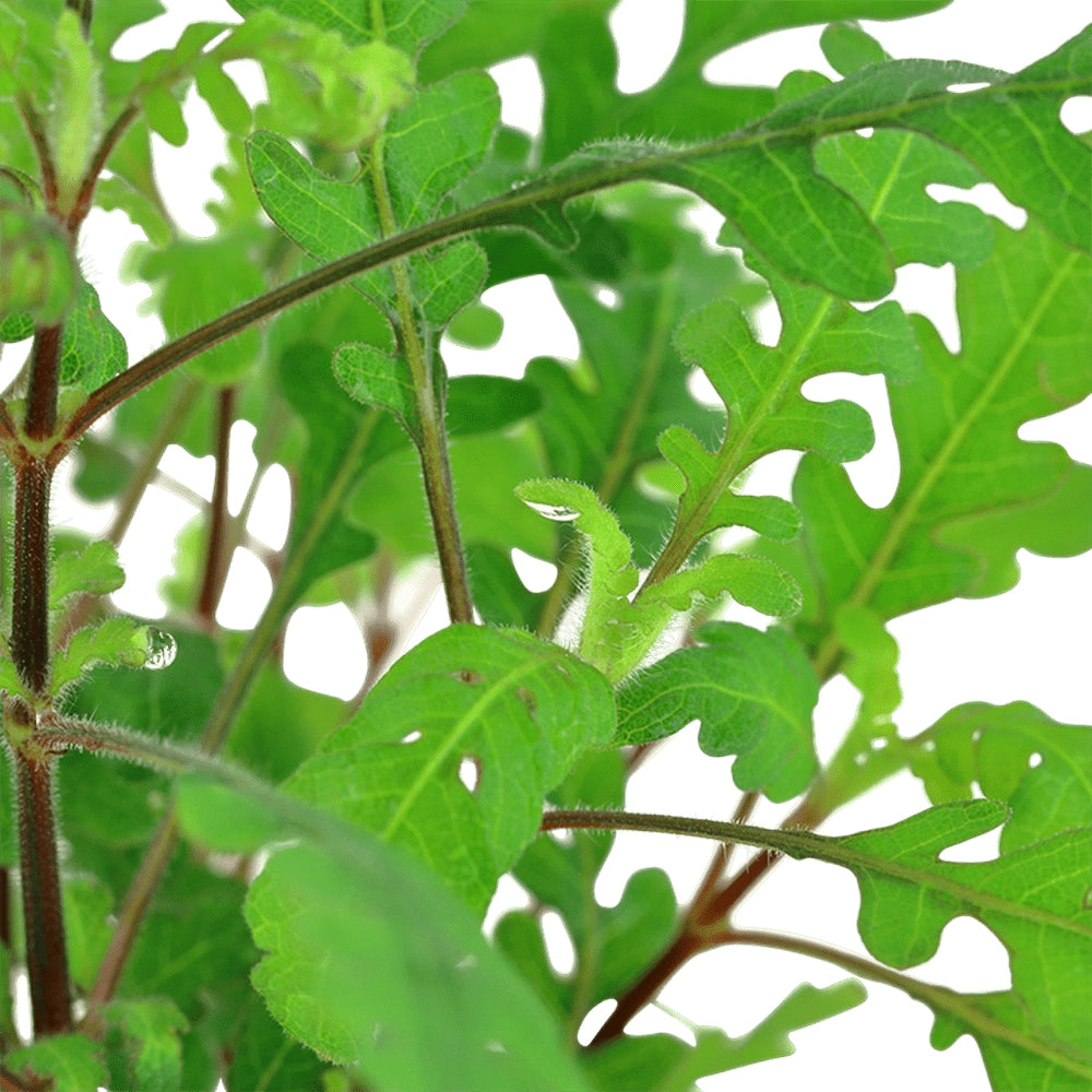 Planta naturala de acvariu,Tropica, Hygrophila pinnatifida