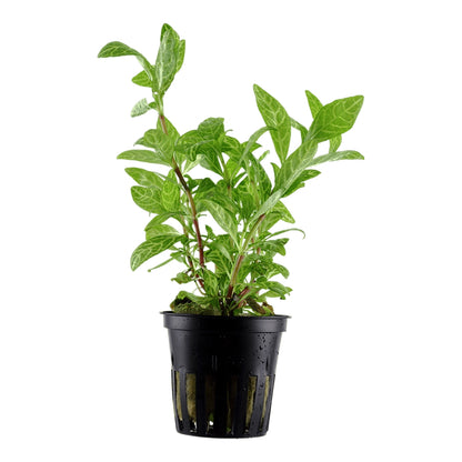 Planta naturala  de acvariu, Tropica, Hygrophila polysperma Rosanervig